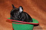 BOULEDOGUE FRANCAIS 798